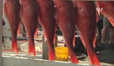 2026 red snapper season in Florida expanded, set to be record breaking