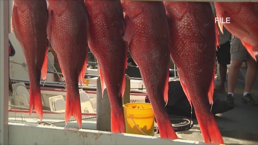 2026 red snapper season in Florida expanded, set to be record breaking