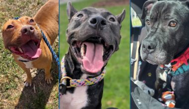 ACPS Jacksonville waives adoption fees for Empty the Shelters event | Meet the longtimers