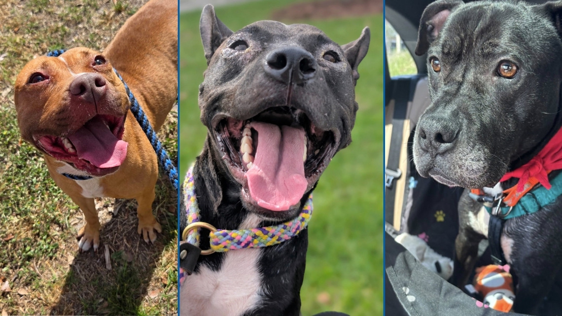 ACPS Jacksonville waives adoption fees for Empty the Shelters event | Meet the longtimers