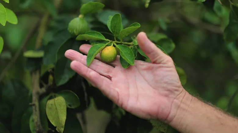A man's hand is holding up a small orange fruit, which is showing symptoms of citrus greening in Florida.