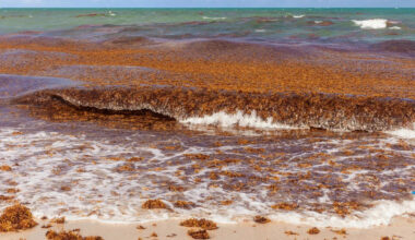 South Florida braces for record seaweed surge as tourists flee and losses could reach $10 billion