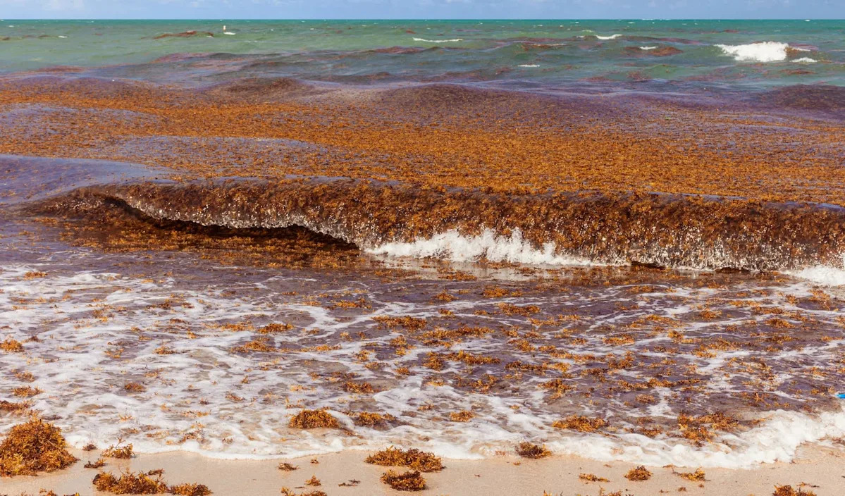 South Florida braces for record seaweed surge as tourists flee and losses could reach $10 billion