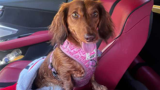 florida woman warns pet owners after dog dies following contact with toxic toad