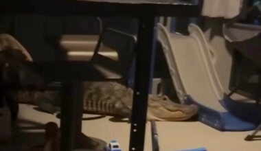 Two alligators crash onto Florida woman's screened-in porch during fight: 'It was scary'