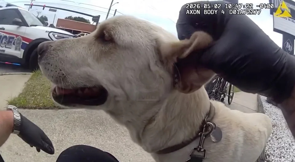 A Florida police officer helped a dog who appeared to be having a tough time walking on the hot pavement.