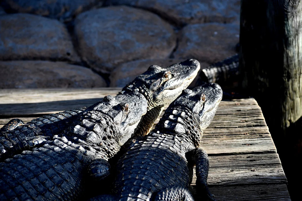 Florida man who killed 13 alligators on Snapchat-documented hunts gets probation