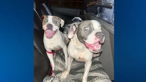 2 dogs found tied to dumpster at Central Florida rest stop