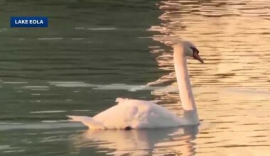 Swans, eggs removed from Lake Eola over the weekend, city says