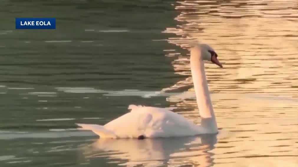 Swans, eggs removed from Lake Eola over the weekend, city says