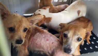 74 dogs rescued from filthy, neglectful conditions after investigation into woman that spanned 2 Florida counties, deputies say