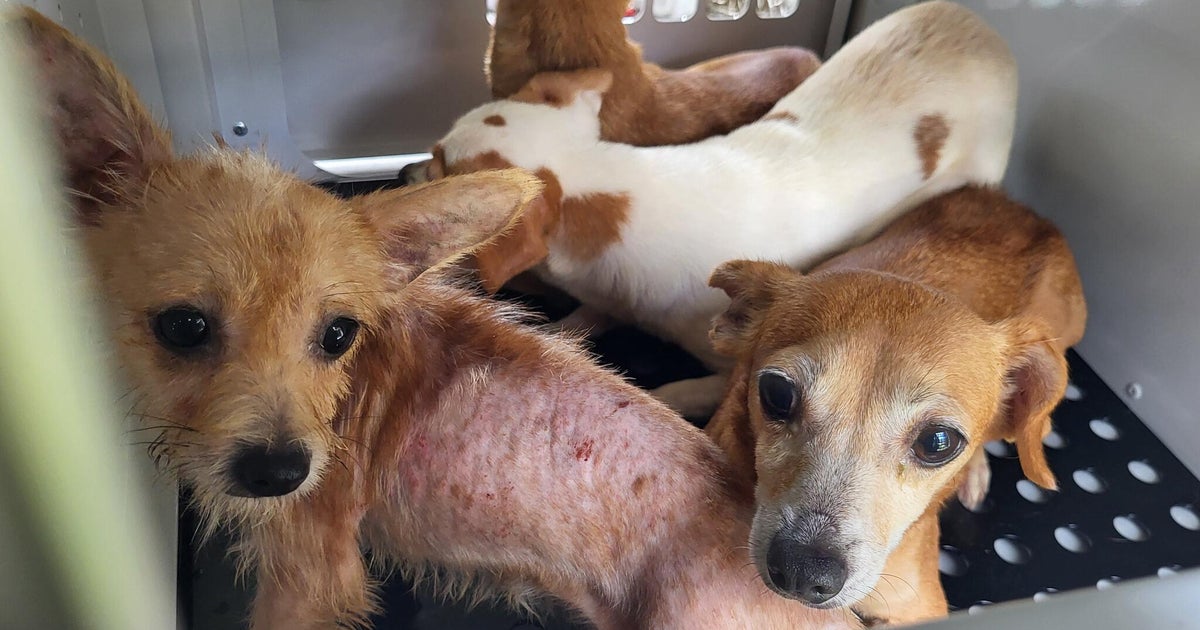 74 dogs rescued from filthy, neglectful conditions after investigation into woman that spanned 2 Florida counties, deputies say