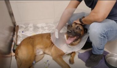 Man faces federal gun charge in FLPD K-9 shooting
