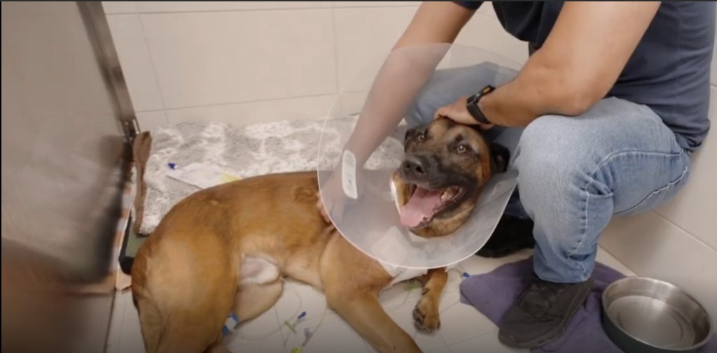 Man faces federal gun charge in FLPD K-9 shooting