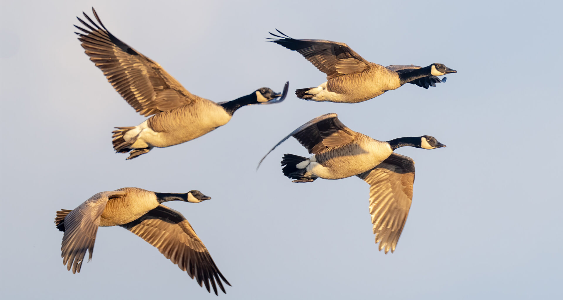 Climate change disrupts bird migration, threatening Florida species 