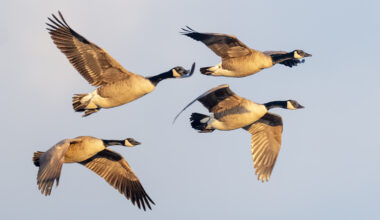 Climate change disrupts bird migration, threatening Florida species 
