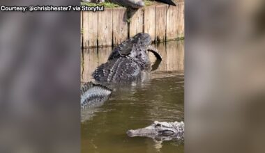 Florida alligator caught on video eating smaller gator at Gatorland