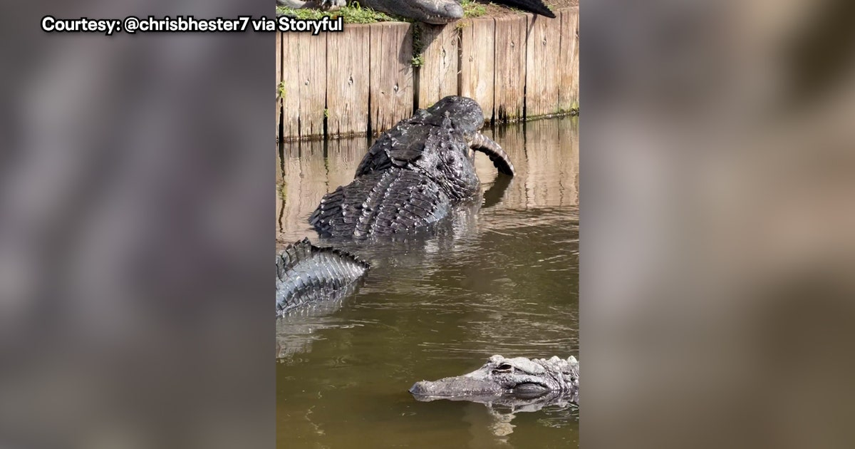 Florida alligator caught on video eating smaller gator at Gatorland