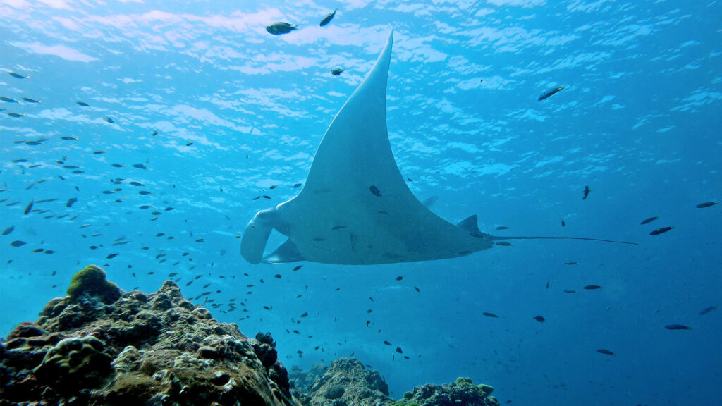 A giant manta ray (Lakshmi Sawitri, CC BY 2.0, via Wikimedia Commons)