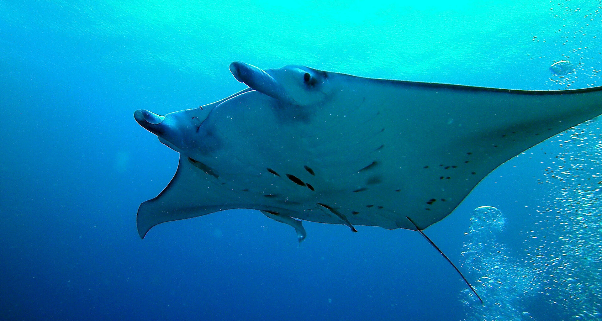A win for giant manta rays and for Florida’s oceans  