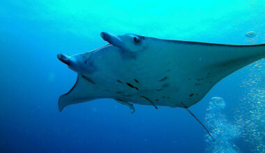 A win for giant manta rays and for Florida’s oceans  