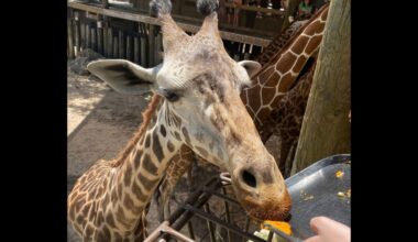 Brevard Zoo announces death of beloved giraffe – Orlando Sentinel