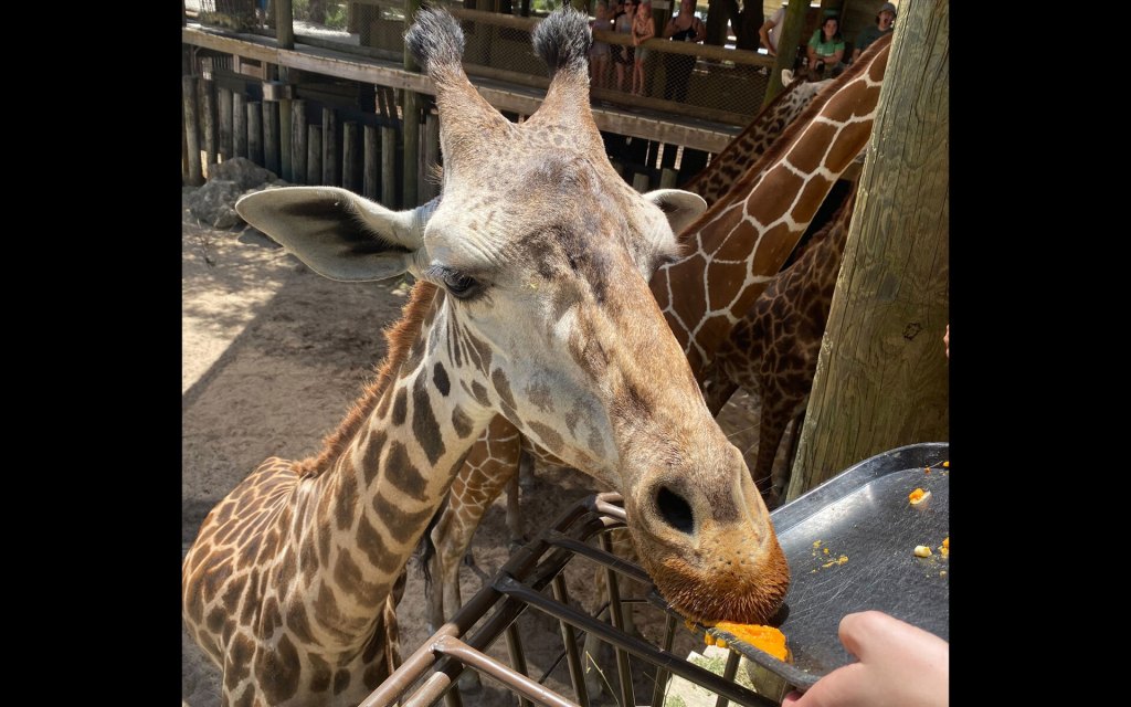 Brevard Zoo announces death of beloved giraffe – Orlando Sentinel