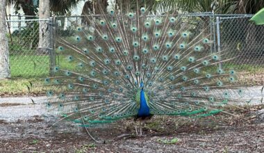 Gulfport residents say they are seeing more peacocks