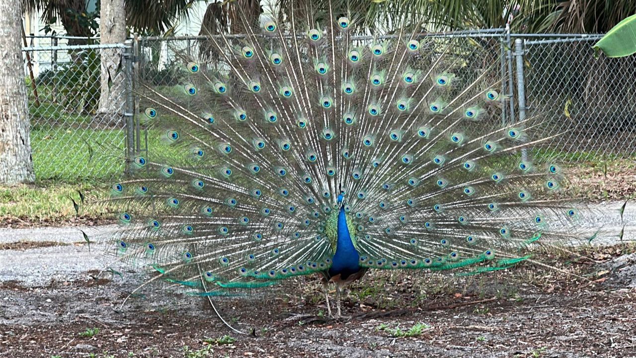 Gulfport residents say they are seeing more peacocks