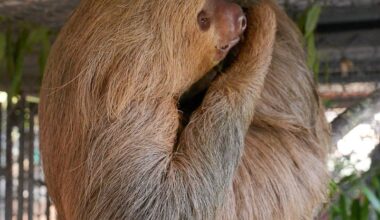 Second sloth dies from transplanted Sloth World group, Central Florida Zoo says