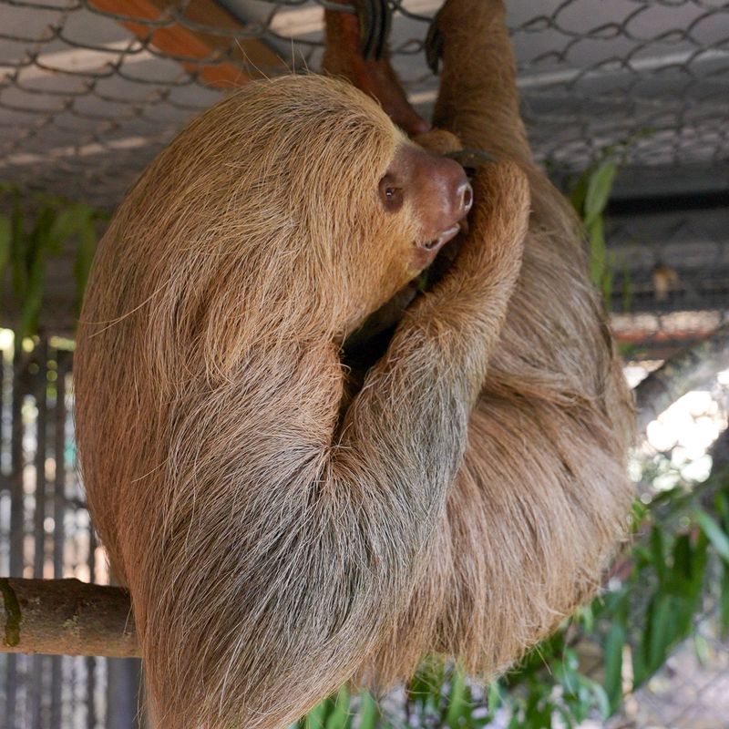 Second sloth dies from transplanted Sloth World group, Central Florida Zoo says