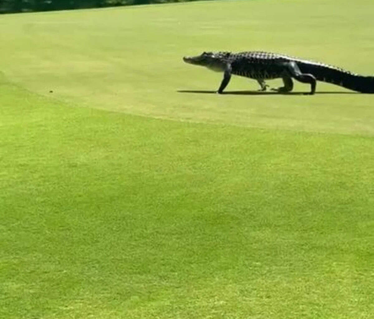'Welcome to Florida': Alligators Stroll Through Golf Course
