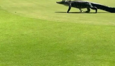 'Welcome to Florida': Alligators Stroll Through Golf Course