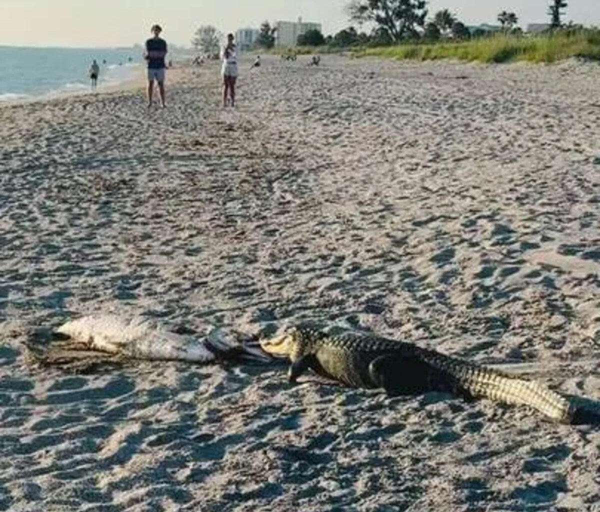 Alligator Lumbers Across Florida Beach