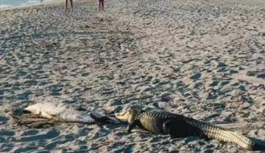 Alligator Lumbers Across Florida Beach