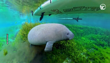 Paddleboarder Glides Alongside Curious Baby Manatee in Florida River