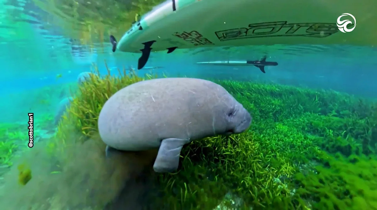 Paddleboarder Glides Alongside Curious Baby Manatee in Florida River