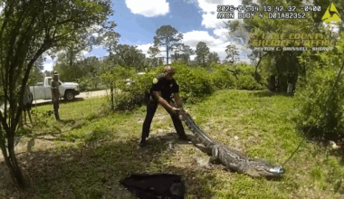 'See Ya Later, Alligator': Deputies Wrangle Reptile at Florida Home