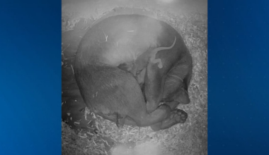 Central Florida Zoo welcomes two new fossa babies