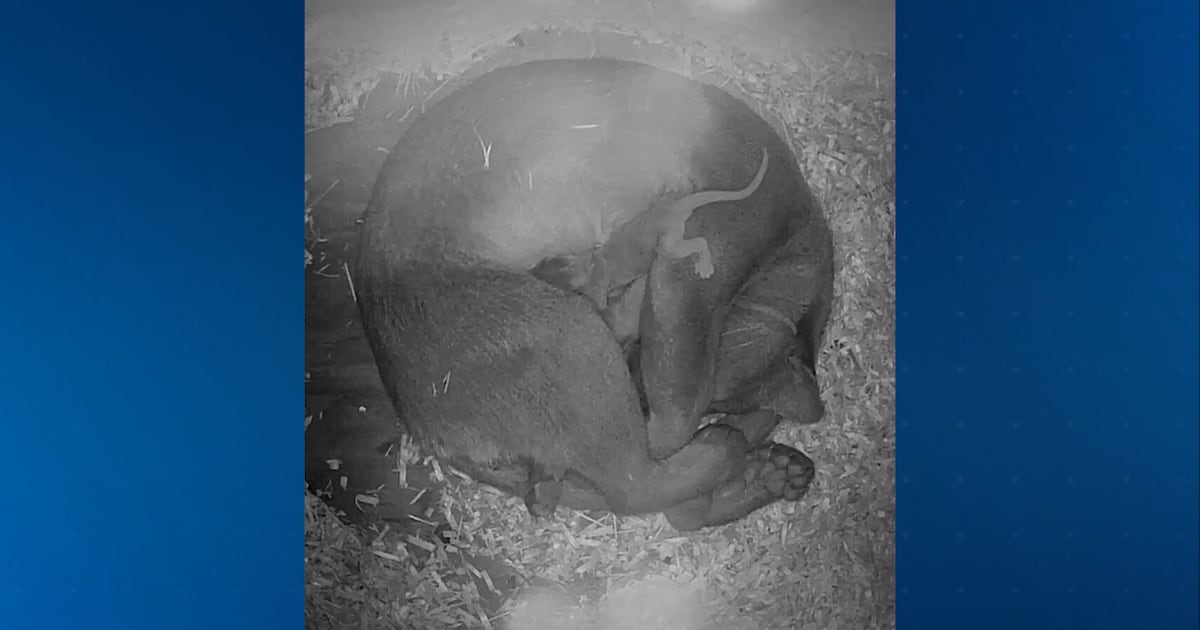Central Florida Zoo welcomes two new fossa babies