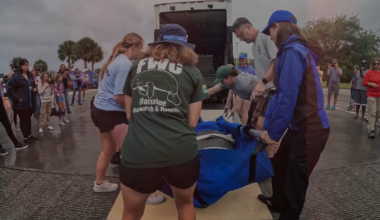 SeaWorld's milestone: 43,000 marine animals rescued