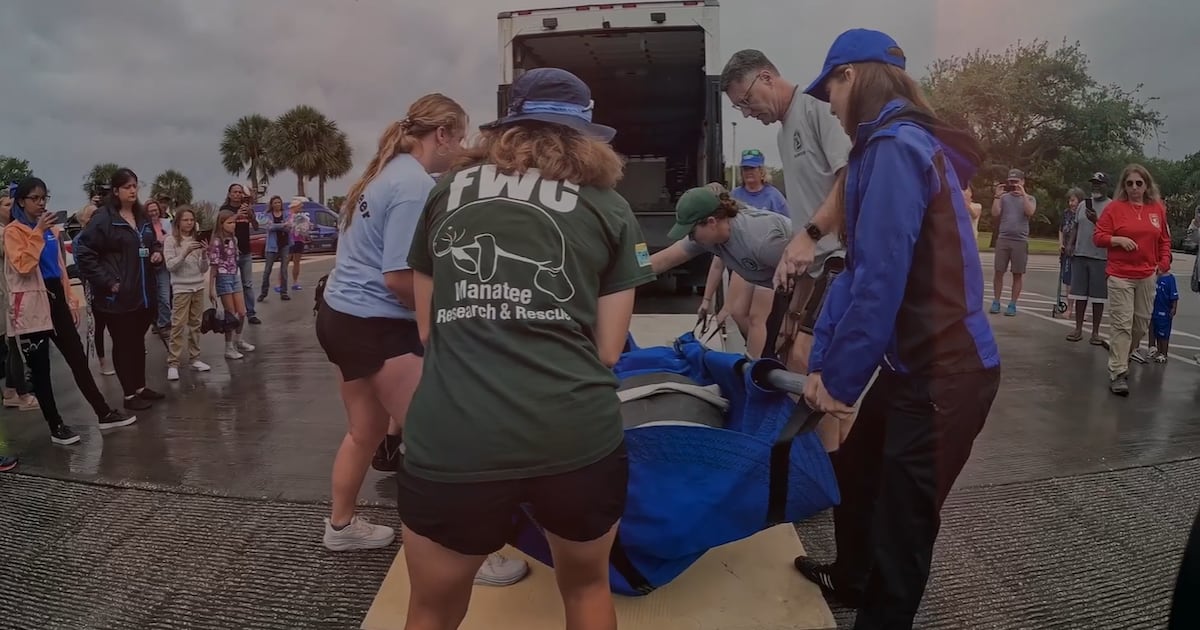 SeaWorld's milestone: 43,000 marine animals rescued