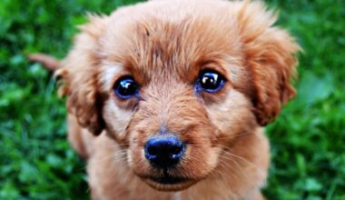 “Love Is Blind” Pet Adoption Event in Orange County