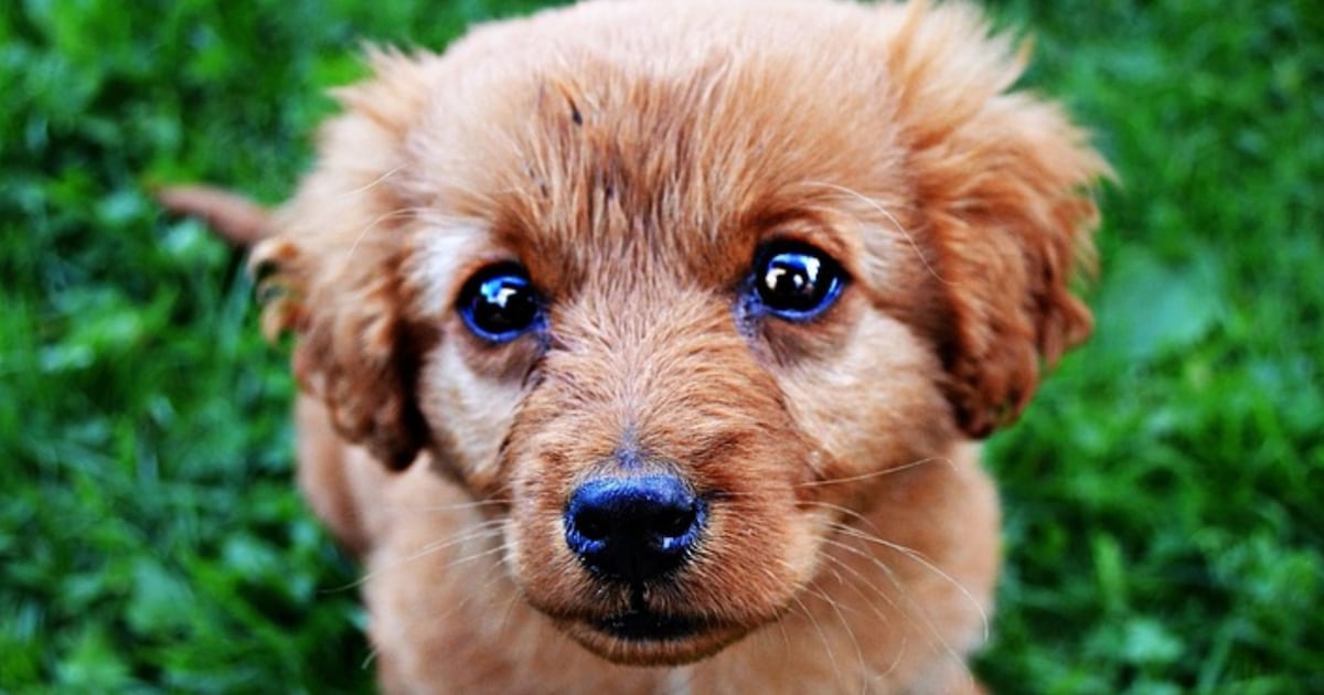 “Love Is Blind” Pet Adoption Event in Orange County