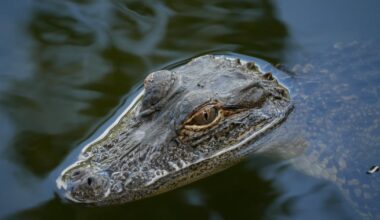 Wild Florida's Gator Week: Educate, Experience, Engage