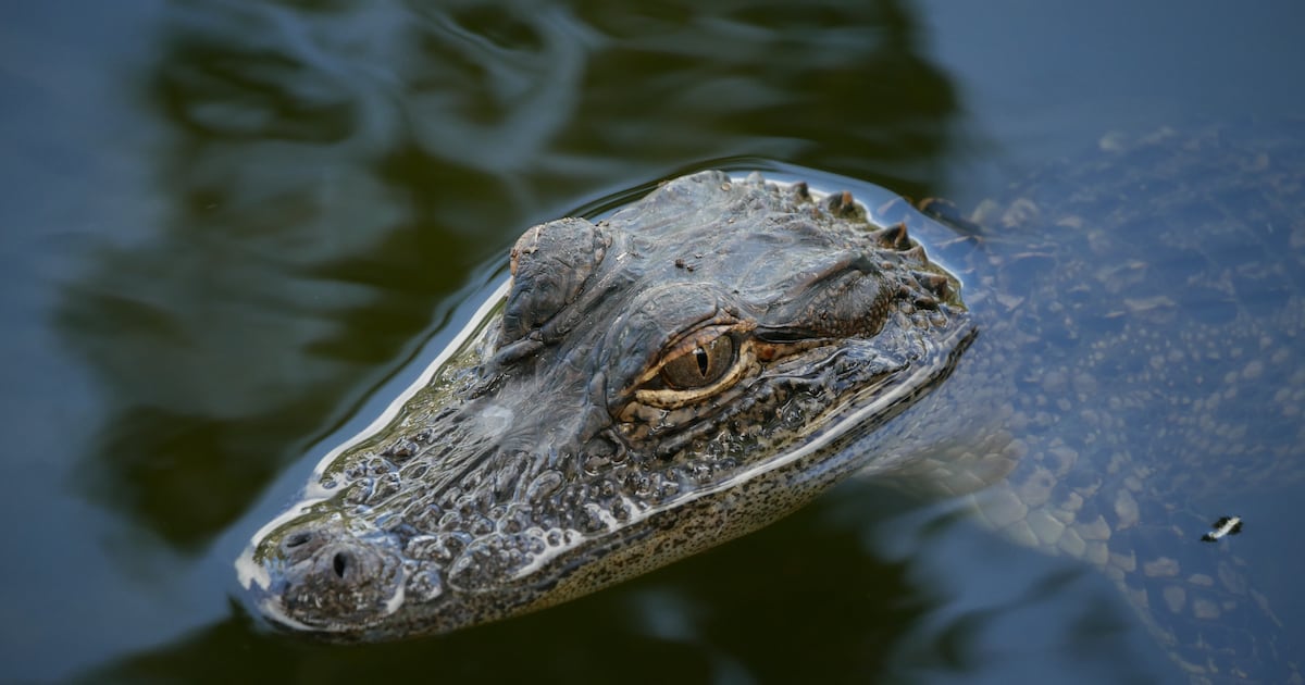 Wild Florida's Gator Week: Educate, Experience, Engage