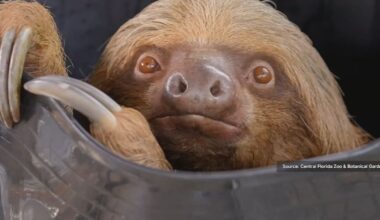 34 sloths dead in Central Florida amid Sloth World investigation