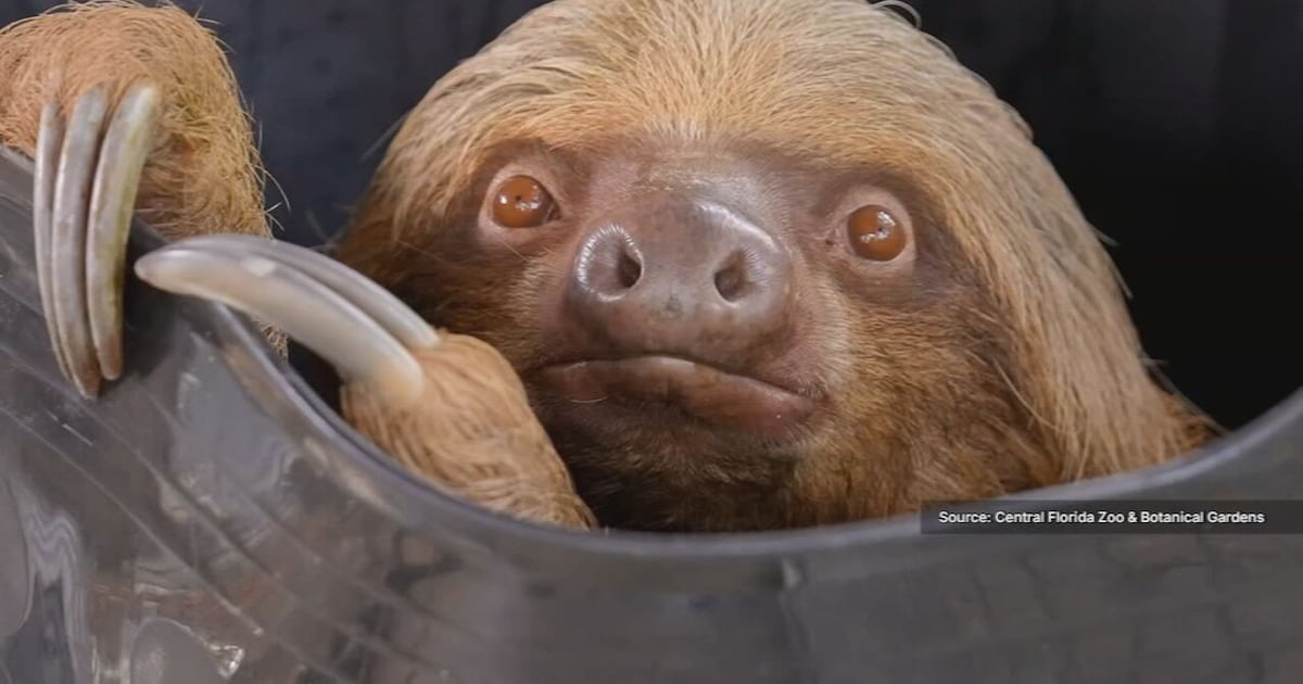 34 sloths dead in Central Florida amid Sloth World investigation