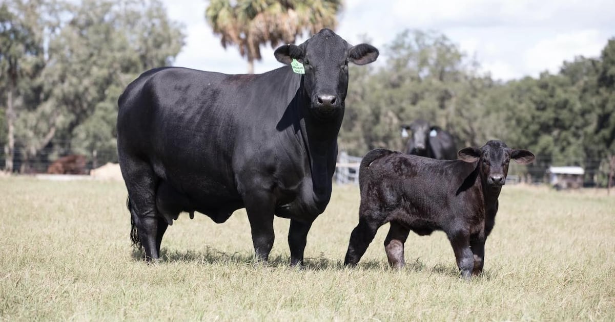 Lightning tragedy strikes Central Florida cattle ranch