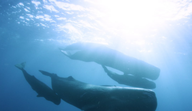 Expedition Odyssey: SeaWorld's Arctic adventure